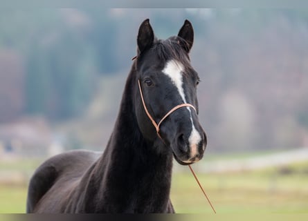 Caballo cuarto de milla, Caballo castrado, 6 años, 145 cm, Negro