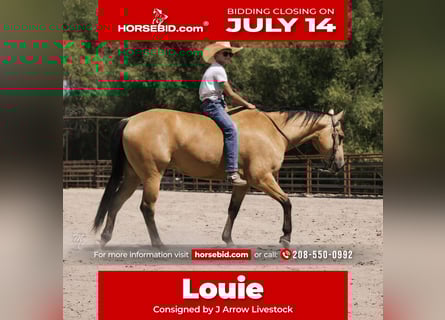 Caballo cuarto de milla, Caballo castrado, 6 años, 147 cm, Buckskin/Bayo