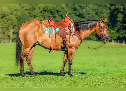 Caballo cuarto de milla, Caballo castrado, 6 años, 152 cm, Bayo