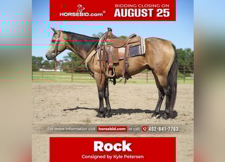 Caballo cuarto de milla, Caballo castrado, 6 años, 152 cm, Buckskin/Bayo