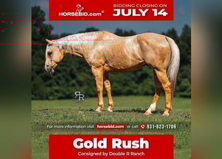 Caballo cuarto de milla, Caballo castrado, 6 años, 152 cm, Palomino