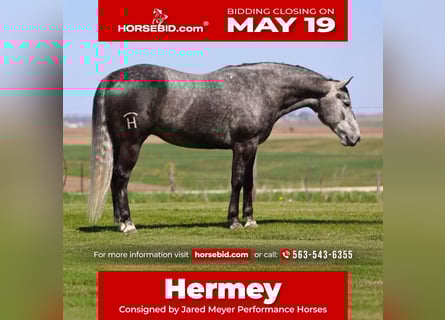 Caballo cuarto de milla, Caballo castrado, 6 años, 152 cm, Tordo