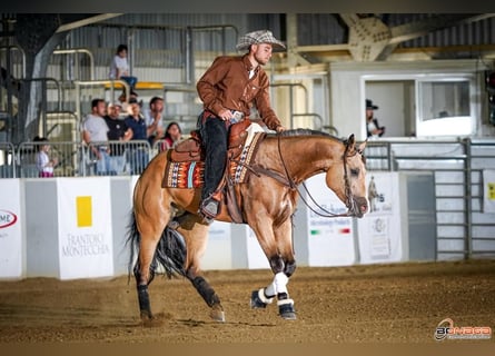 Caballo cuarto de milla, Caballo castrado, 6 años, 154 cm, Buckskin/Bayo