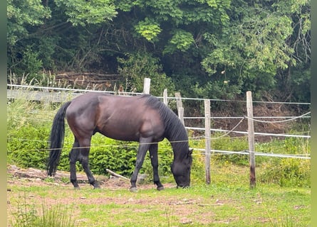 Caballo cuarto de milla, Caballo castrado, 6 años, 155 cm, Negro