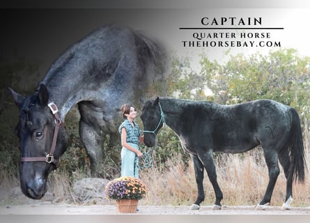 Caballo cuarto de milla, Caballo castrado, 6 años, 157 cm, Ruano azulado