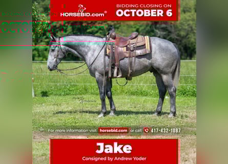 Caballo cuarto de milla, Caballo castrado, 6 años, 157 cm, Tordo