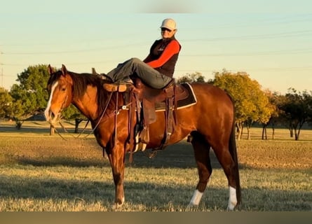 Caballo cuarto de milla, Caballo castrado, 6 años, 160 cm, Castaño rojizo