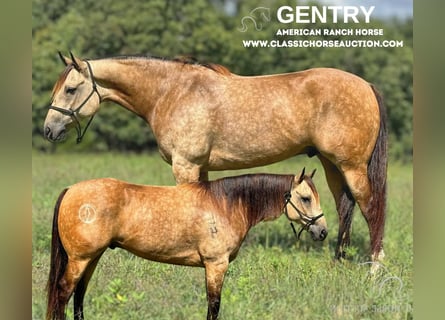 Caballo cuarto de milla, Caballo castrado, 6 años, 163 cm, Buckskin/Bayo