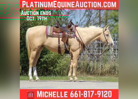 Caballo cuarto de milla, Caballo castrado, 6 años, 163 cm, Palomino