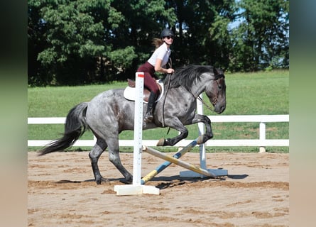 Caballo cuarto de milla, Caballo castrado, 6 años, 163 cm, Ruano azulado