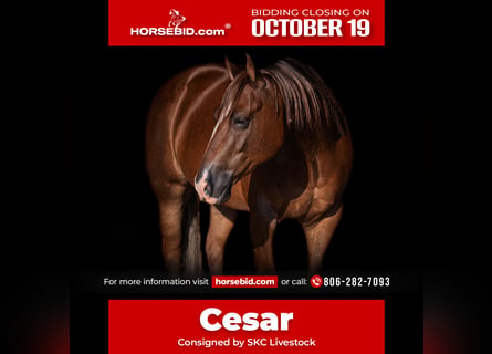 Caballo cuarto de milla, Caballo castrado, 6 años, Alazán-tostado