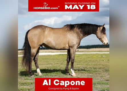 Caballo cuarto de milla, Caballo castrado, 6 años, Buckskin/Bayo