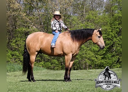 Caballo cuarto de milla, Caballo castrado, 6 años, Buckskin/Bayo