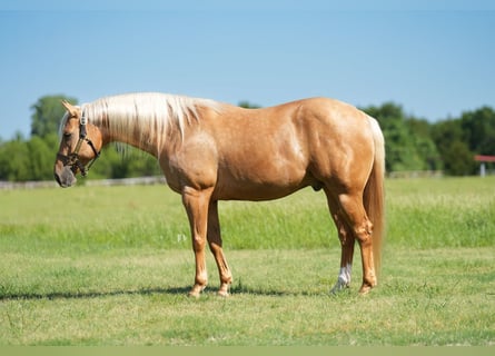 Caballo cuarto de milla, Caballo castrado, 6 años, Palomino