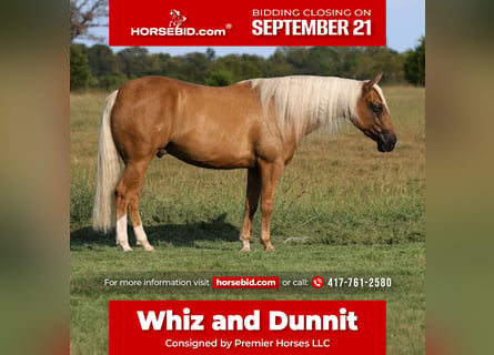 Caballo cuarto de milla, Caballo castrado, 6 años, Palomino