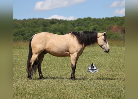 Caballo cuarto de milla, Caballo castrado, 7 años, 142 cm, Buckskin/Bayo