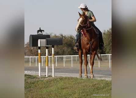 Caballo cuarto de milla, Caballo castrado, 7 años, 147 cm, Alazán-tostado