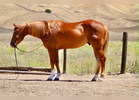 Caballo cuarto de milla, Caballo castrado, 7 años, 150 cm, Alazán rojizo