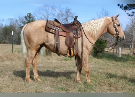 Caballo cuarto de milla, Caballo castrado, 7 años, 150 cm, Palomino