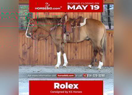 Caballo cuarto de milla, Caballo castrado, 7 años, 152 cm, Bayo