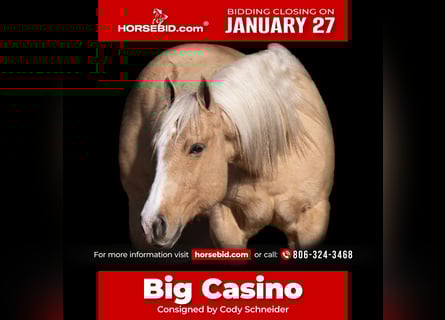 Caballo cuarto de milla, Caballo castrado, 7 años, 152 cm, Palomino