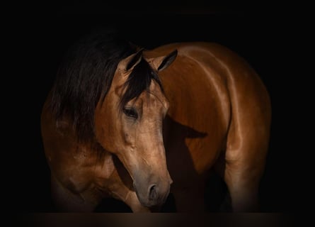 Caballo cuarto de milla, Caballo castrado, 7 años, 155 cm, Buckskin/Bayo