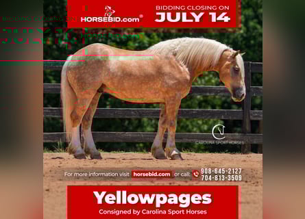 Caballo cuarto de milla Mestizo, Caballo castrado, 7 años, 155 cm, Palomino