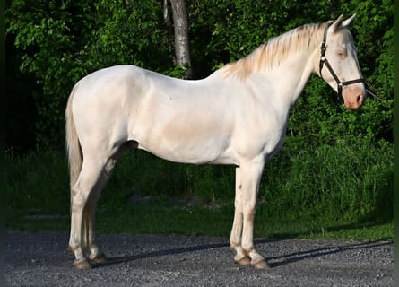 Caballo cuarto de milla, Caballo castrado, 7 años, 155 cm, Perlino