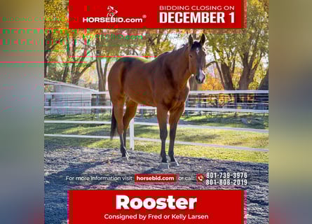 Caballo cuarto de milla, Caballo castrado, 7 años, 163 cm, Castaño rojizo