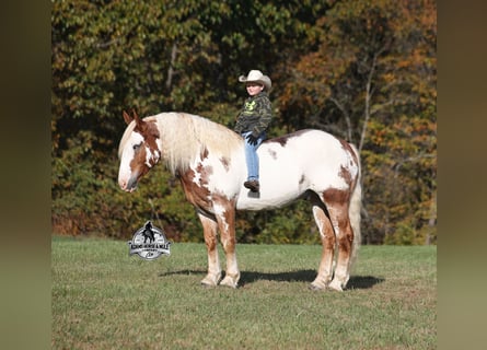 Caballo cuarto de milla, Caballo castrado, 7 años, 165 cm, Overo-todas las-capas