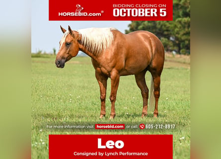 Caballo cuarto de milla, Caballo castrado, 7 años, Palomino