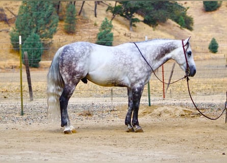 Caballo cuarto de milla, Caballo castrado, 8 años, 142 cm, Tordo rodado