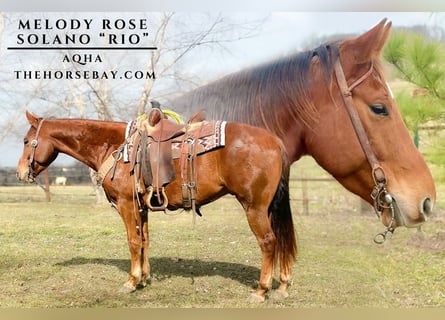 Caballo cuarto de milla, Caballo castrado, 8 años, 147 cm, Alazán-tostado