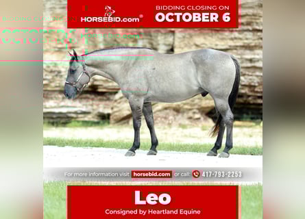 Caballo cuarto de milla, Caballo castrado, 8 años, 157 cm, Grullo