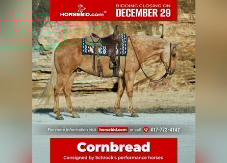 Caballo cuarto de milla, Caballo castrado, 8 años, 160 cm, Palomino