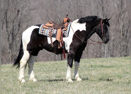 Caballo cuarto de milla, Caballo castrado, 8 años, 163 cm, Negro