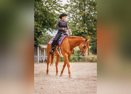 Caballo cuarto de milla, Caballo castrado, 8 años, 168 cm, Alazán