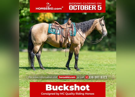 Caballo cuarto de milla, Caballo castrado, 8 años, Buckskin/Bayo