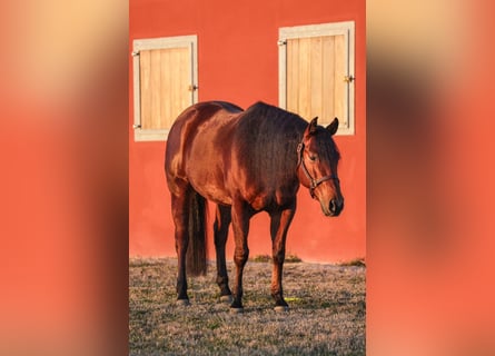 Caballo cuarto de milla, Caballo castrado, 8 años, Castaño rojizo