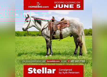 Caballo cuarto de milla, Caballo castrado, 8 años, Tordo