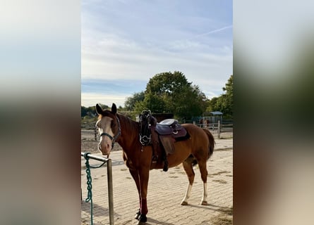 Caballo cuarto de milla, Caballo castrado, 9 años, 149 cm, Alazán
