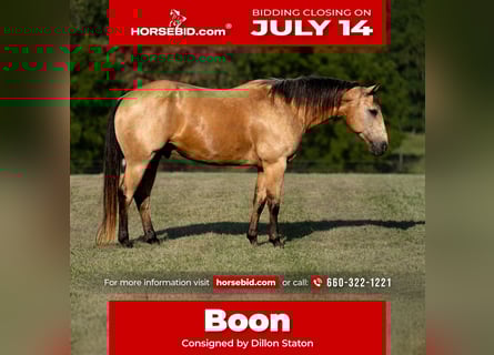 Caballo cuarto de milla, Caballo castrado, 9 años, 152 cm, Buckskin/Bayo
