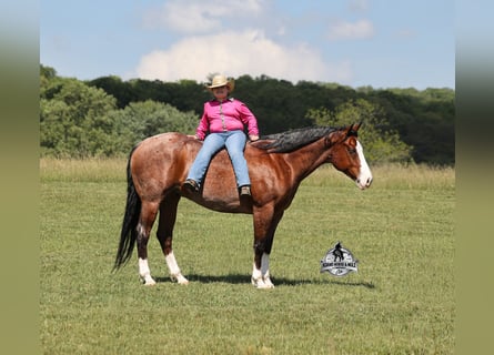Caballo cuarto de milla, Caballo castrado, 9 años, 152 cm, Castaño rojizo