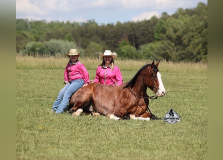 Caballo cuarto de milla, Caballo castrado, 9 años, 152 cm