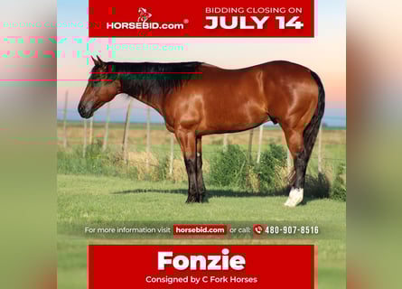 Caballo cuarto de milla, Caballo castrado, 9 años, 155 cm, Castaño rojizo