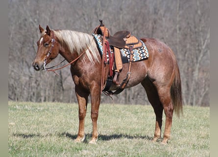 Caballo cuarto de milla, Caballo castrado, 9 años, Ruano alazán