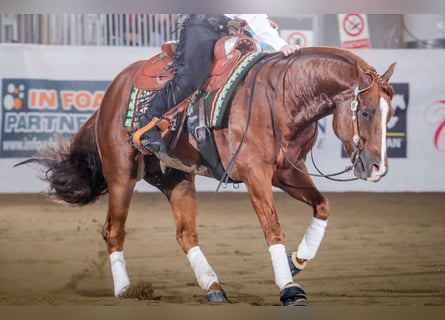 Caballo cuarto de milla, Semental, 10 años, Alazán