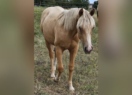 Caballo cuarto de milla, Semental, 1 año, 148 cm, Palomino