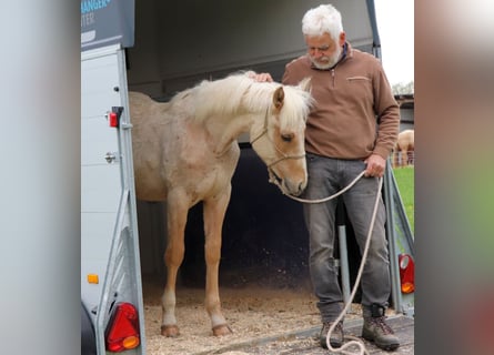 Caballo cuarto de milla, Semental, 1 año, 148 cm, Palomino