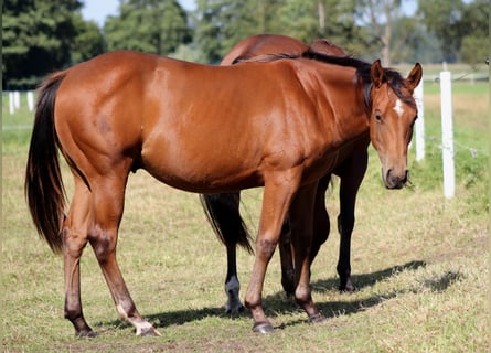 Caballo cuarto de milla, Semental, 1 año, 150 cm, Castaño
